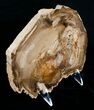 Petrified Cherry Wood Slab - Oregon ( Inches) #4374-3